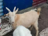 عنزة, Kamori goats — الصورة 5