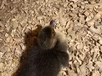 Hausente — Foto 3