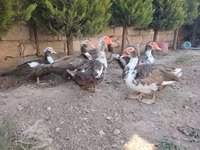 Ducks — Foto 2
