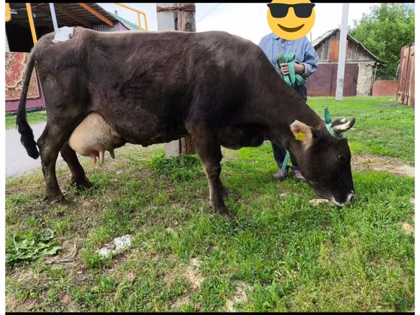 بقرة, Swiss cattle