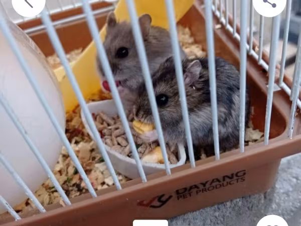 5 EDED VE QEFES NİR YERDE 20 AZN Təsvir: - Dayang Pet Products