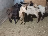 母羊, Sheep — 照片 2