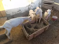 عنزة, Saanen goat — الصورة 7