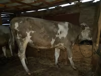 Buğa, Simmental cattle — foto 2