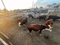 公牛, Cattle — 照片 7
