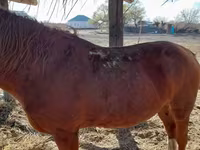 Caballo, Caballos — foto 4