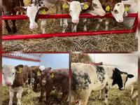 公牛, Simmental cattle — 照片 3