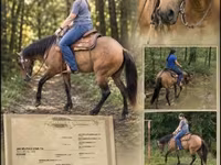 فرس, Quarter Horse — الصورة 1