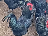 Australorp — Foto 1