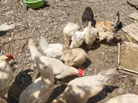 2 erkek 2 dişi ördək.4 bala, balanın 3 ü erkek 1i,dişi.toplam 100azn — الصورة 5
