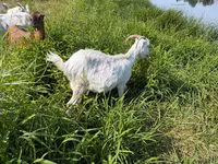 母山羊, LaMancha goats — 照片 2