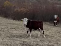 Bulle, Kasachische Weißkopfkuh — Foto 1