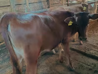 Сиыр, Simmental cattle — 5-сурет