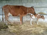 Vaca, Ganado vacuno — foto 2