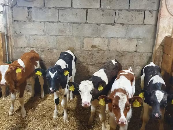 Buqa, Simmental cattle