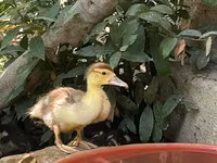 Ducks — Foto 1