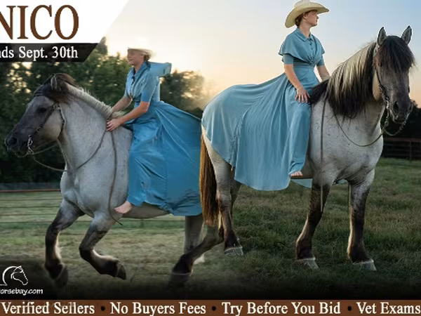 At, Quarter Horse