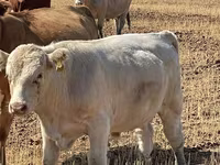 Bulle, Swiss cattle — Foto 5