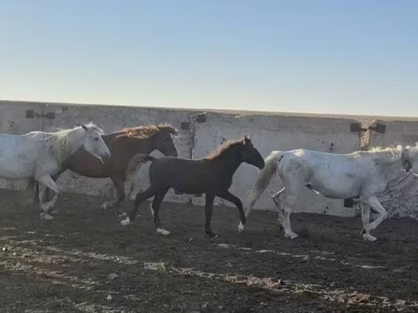 Caballo, Kazakh horse