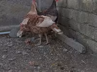 बोर्बन रेड — फ़ोटो 7