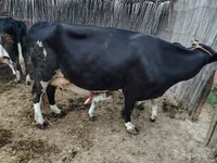 母牛, Simmental cattle — 照片 4