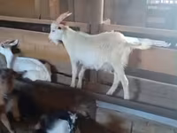 Billy Goat, Goats — photo 2