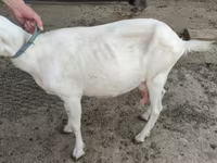 Dişi keçi, Saanen goat — foto 3