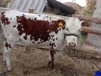 Kuh, Simmental cattle — Foto 1
