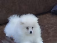 Məhsul: Pomeranian Spitz balası - Rəng: qar kimi ağ - Xəz: sıx — фото 5