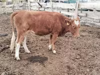 Kuh, Simmental cattle — Foto 1