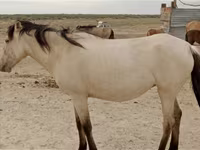 Yegua, Horse breed — foto 1