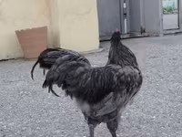 Australorp — 2-rasm