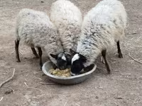 भेड़ें (लॉट, लिंग निर्दिष्ट नहीं), Romanov sheep — फ़ोटो 2