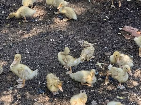 Ducks