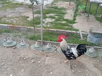 Chickens — photo 2
