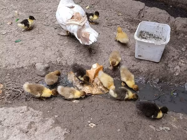 Domestic Muscovy