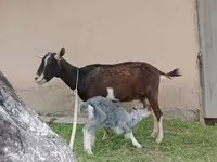 Ешкі, Alpine goat — 6-сурет