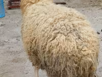 Qoç, Qoyunlar — foto 3