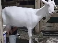 Goat, Saanen goat — photo 2