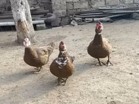 Широкогруда Біла — фото 7