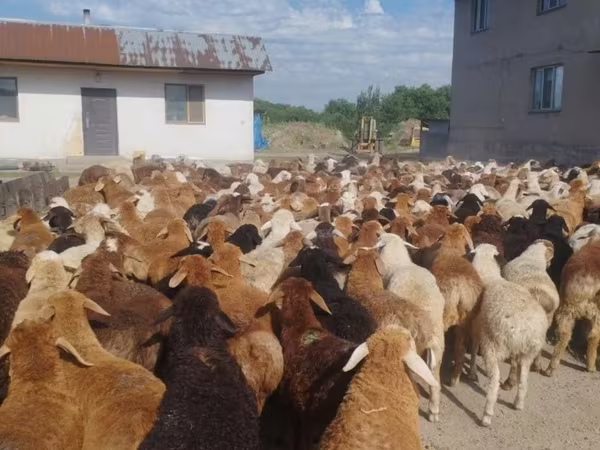 मेढ़ा, भेड़