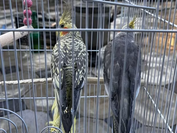 Nimfa (Cockatiel) cütlüyü və qəfəs dəsti - Növ: Nimfa tutuquşusu