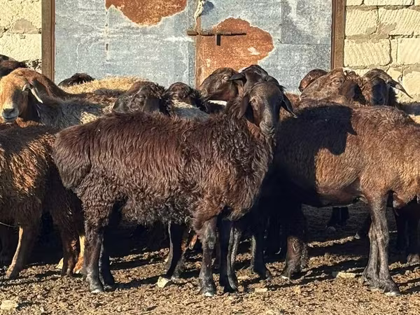 Sheep, Edilbay sheep