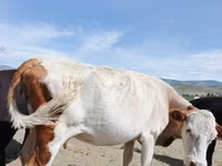 Cow, Cattle — photo 6