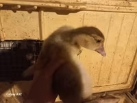 Ducks — फ़ोटो 2