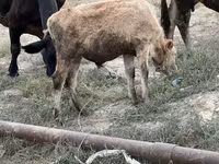 Toro, Ganado vacuno — foto 3