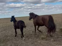 Mare, Kazakh horse — photo 2