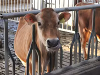 Kuh, Holstein-Rasse — Foto 1