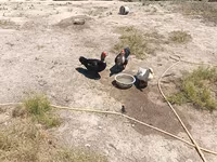 Ducks — 1-сурет