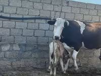 Sigir, Simmental cattle — 2-rasm